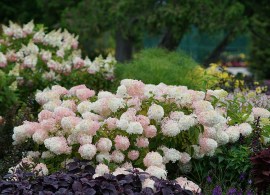 hydrangea little lamb 2_1080_1080_60